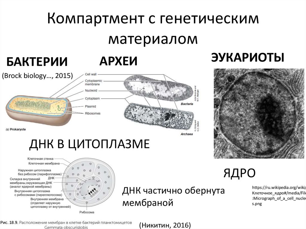 Есть ли наследственный материал у бактерий