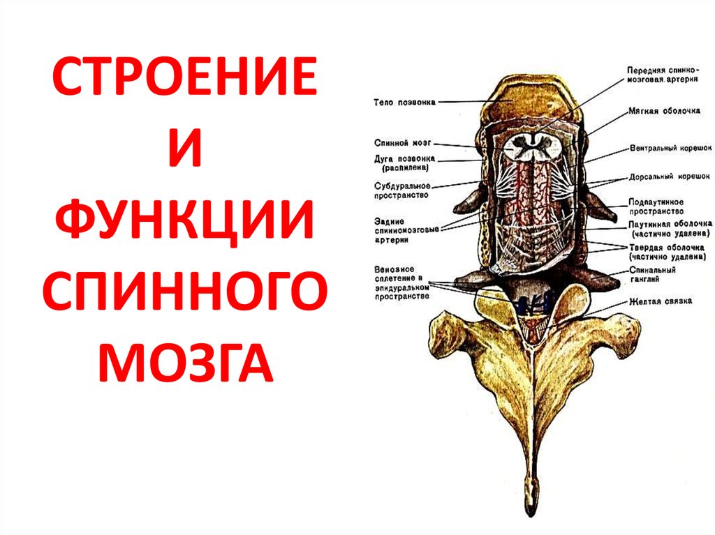 Строение головного мозга и спинного мозга презентация