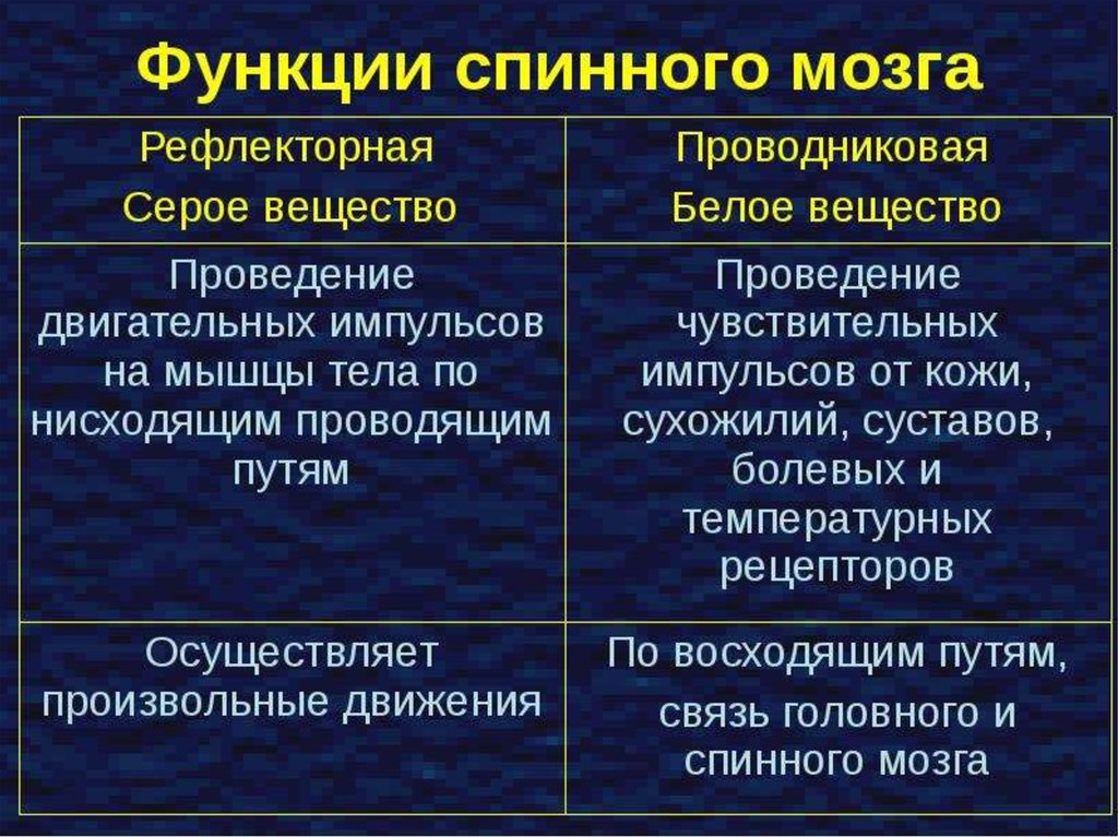 Рефлекторная функция мозга. Функции спинного мозга таблица 8 класс. Спинной мозг строение и функции схема. Биология таблица строение и функции спинного мозга. Спинной мозг строение и функции таблица кратко.