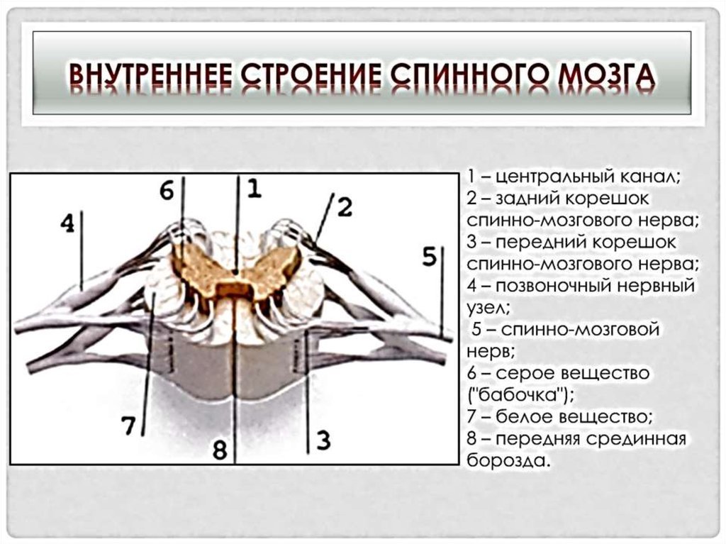 Бабочка спинного мозга. Структуры внутреннего строения спинного мозга. Наружное и внутреннее строение спинного мозга. Внешнее и внутреннее строение спинного мозга ,его функции. Строение и функции спинного мозга рисунок.