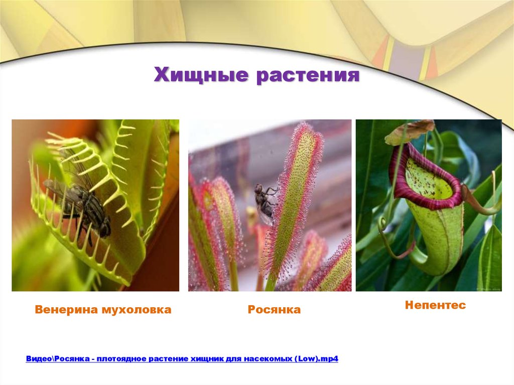 Растение хищник является. Росянка и Венерина мухоловка. Растения питающиеся насекомыми. Растения хищникипрмеры. Хищничество примеры растений.