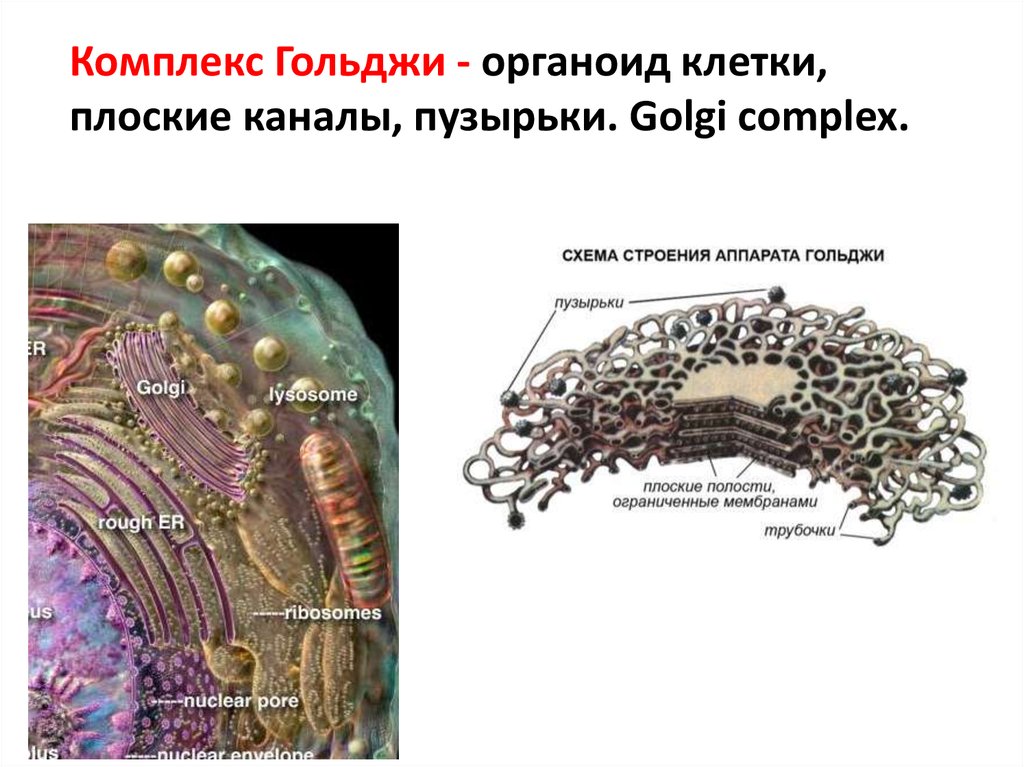 Клетки гольджи. Органоид комплекс Гольджи. Комплекс Гольджи строение гистология. Строение комплекса Гольджи цитология. Аппарат Гольджи строение гистология.