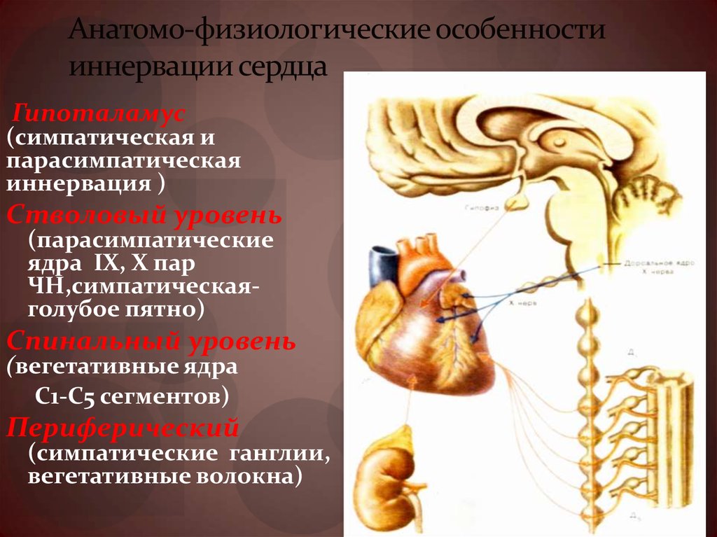 Иннервация сердца схема