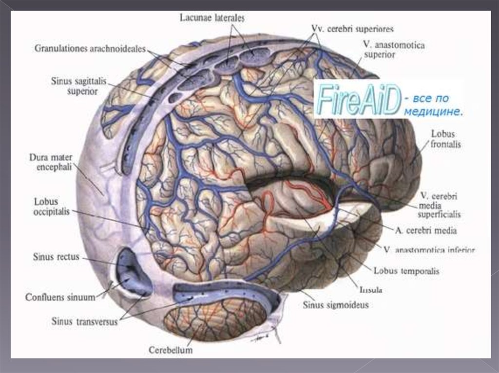 Отток крови от головного мозга. Кровоснабжение головного мозга венозный отток. Корковые вены головного мозга. Поверхностные мозговые вены анатомия. Система венозных синусов головного мозга.