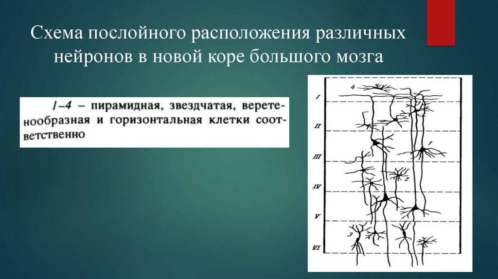 Разное расположение. Электрофизиология нервной клетки. Электрофизиология нейрона.