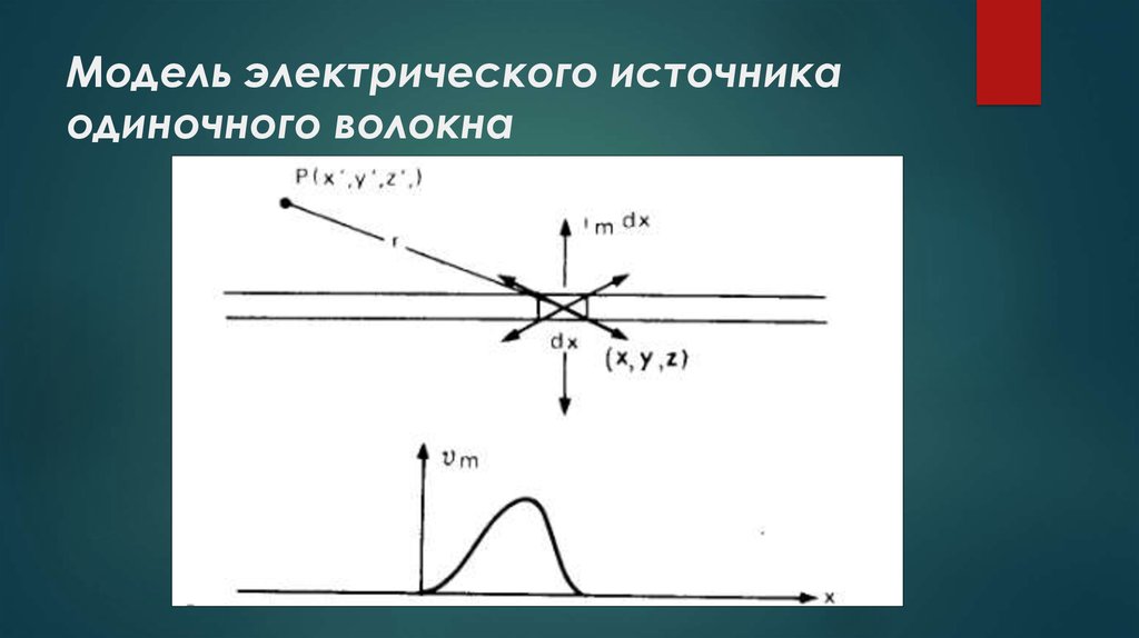 Модель электрического источника одиночного волокна