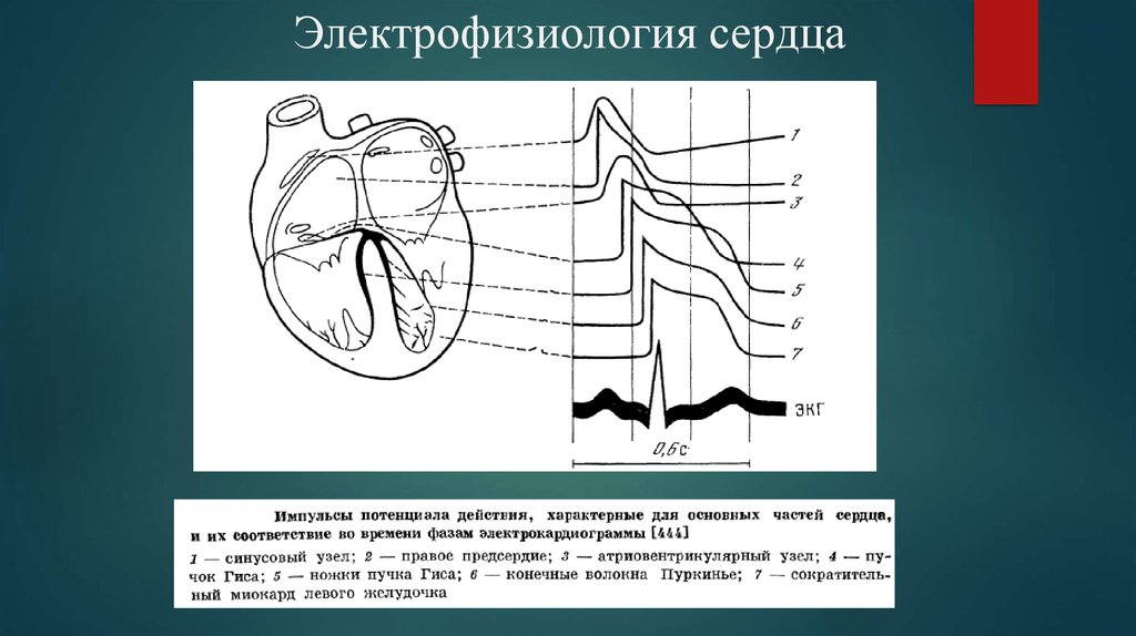 Электрофизиология сердца презентация