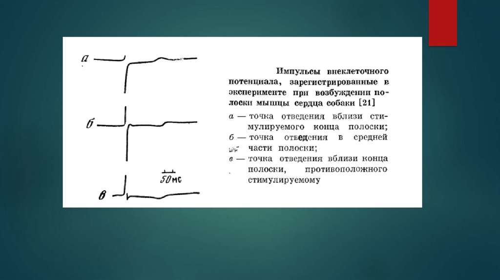 Электрофизиология сердца презентация