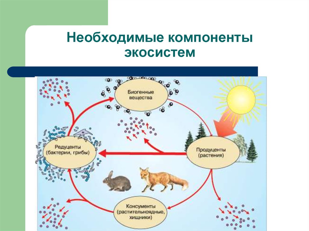 Рассмотрите схему основных структурных компонентов экосистемы рис 244 определите какова роль