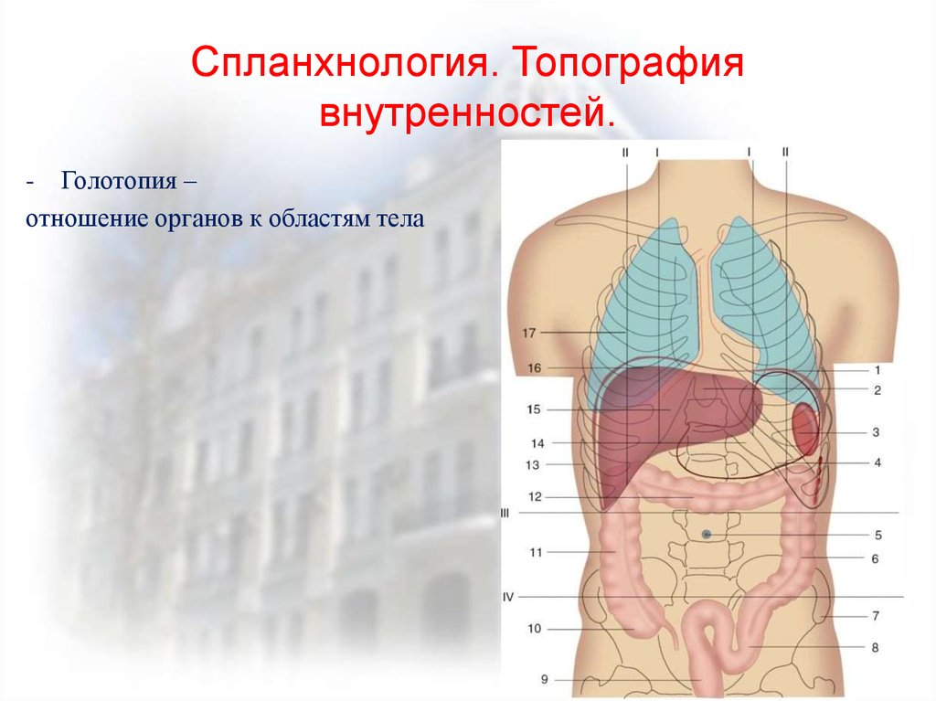 Голотопия. Спланхнология топография. Спланхнология пищеварительная система. Спланхнология пищеварительная система анатомия. Спланхнология учение о внутренних органах.