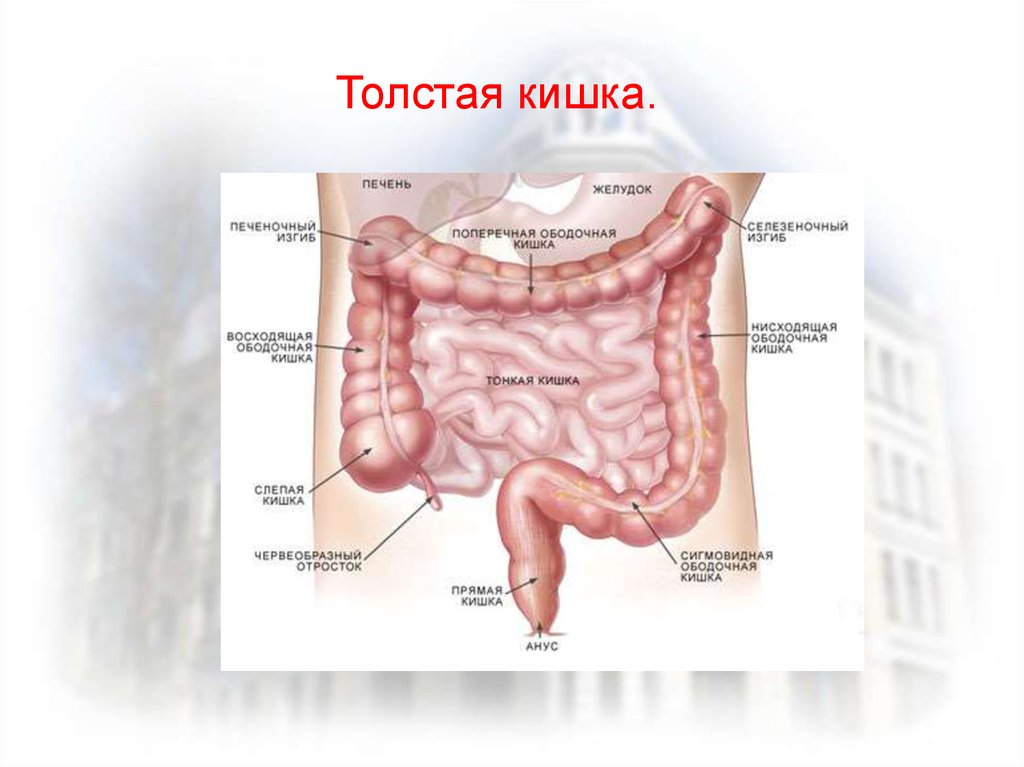 Изгиб кишечника. Топография Толстого кишечника человека. Ободочная кишка Толстого кишечника. Толстая кишка (слепая и ободочная). Топография толстой кишки анатомия.
