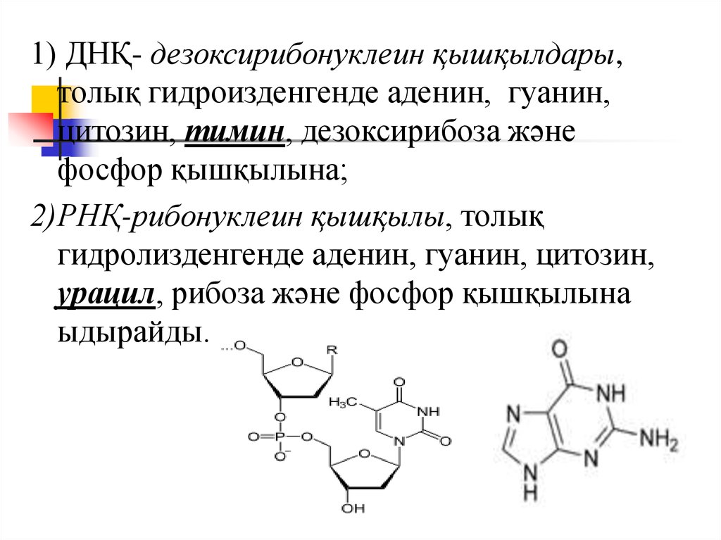 Водородный связи между аденином и тимином. ДНК аденин гуанин. Аденин дезоксирибоза. Аденин гуанин цитозин Тимин урацил комплементарность. Синтез аденина.