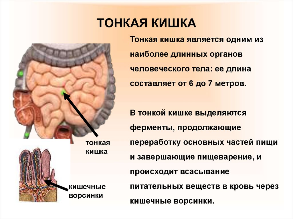 Какой отдел кишечника обозначен на рисунке зеленым цветом