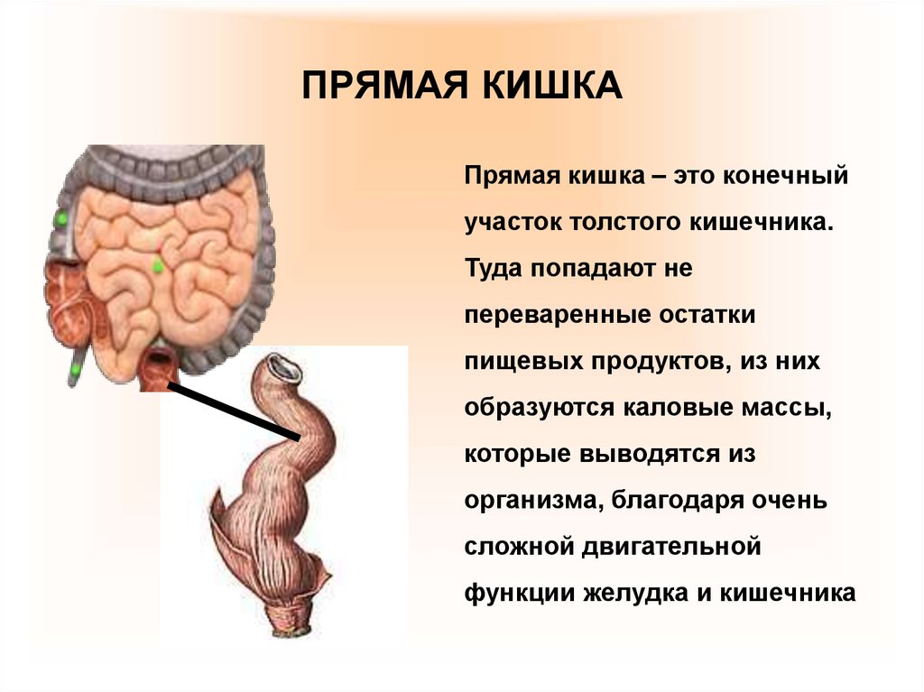 Выпад прямой кишки фото у женщин