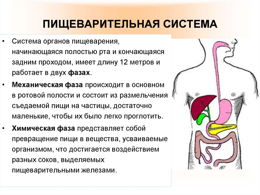 Презентация органы пищеварения 4 класс