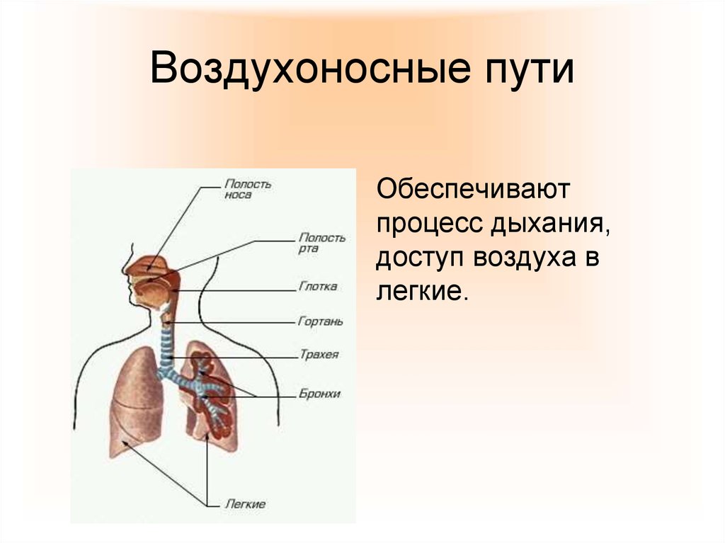 Воздухоносные пути по схеме вейбеля насчитывают