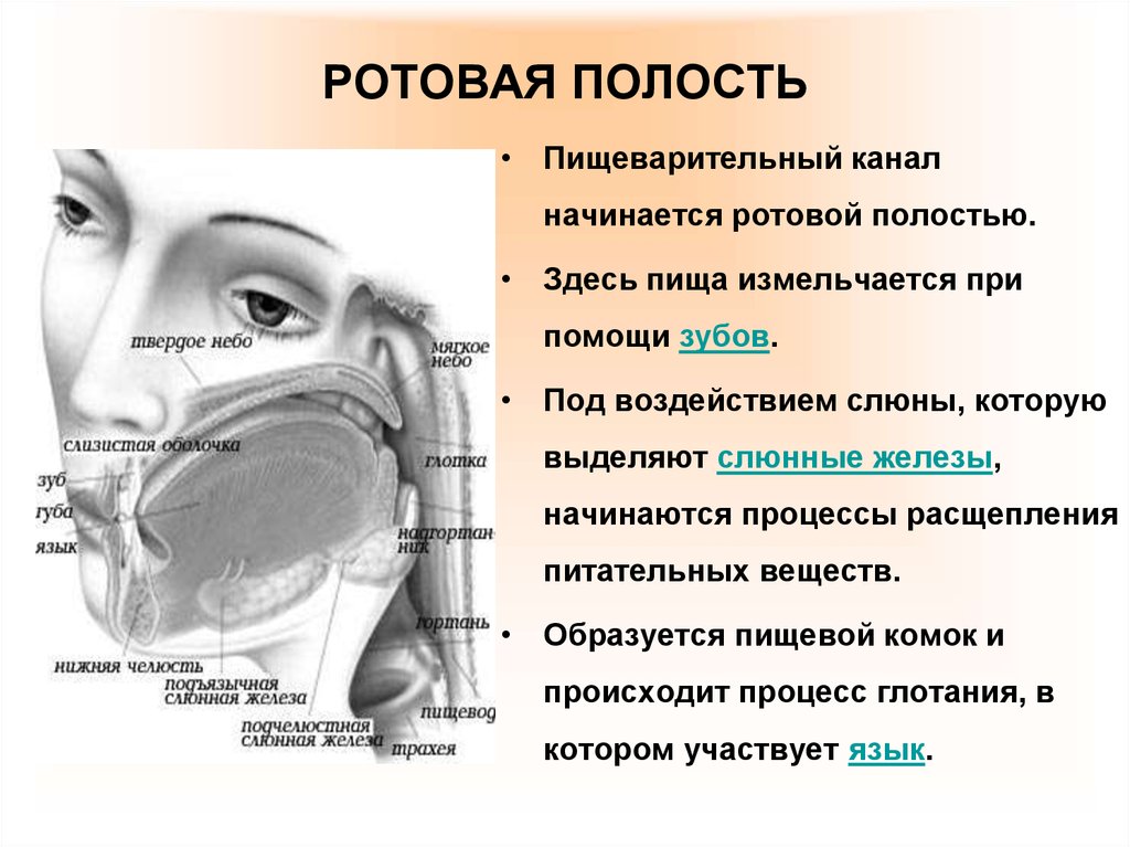 Фото ротовой полости человека