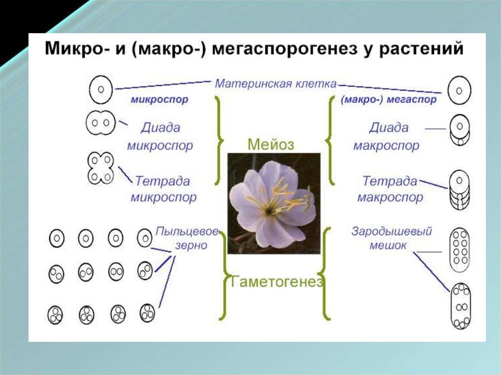 Какие клетки образуются из микроспоры