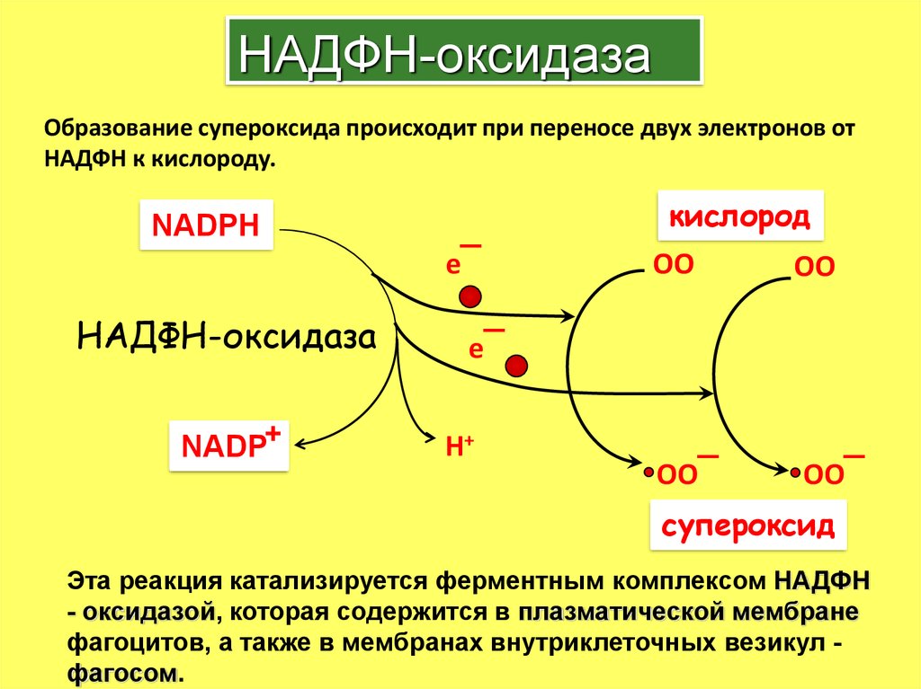 Атф и надфн