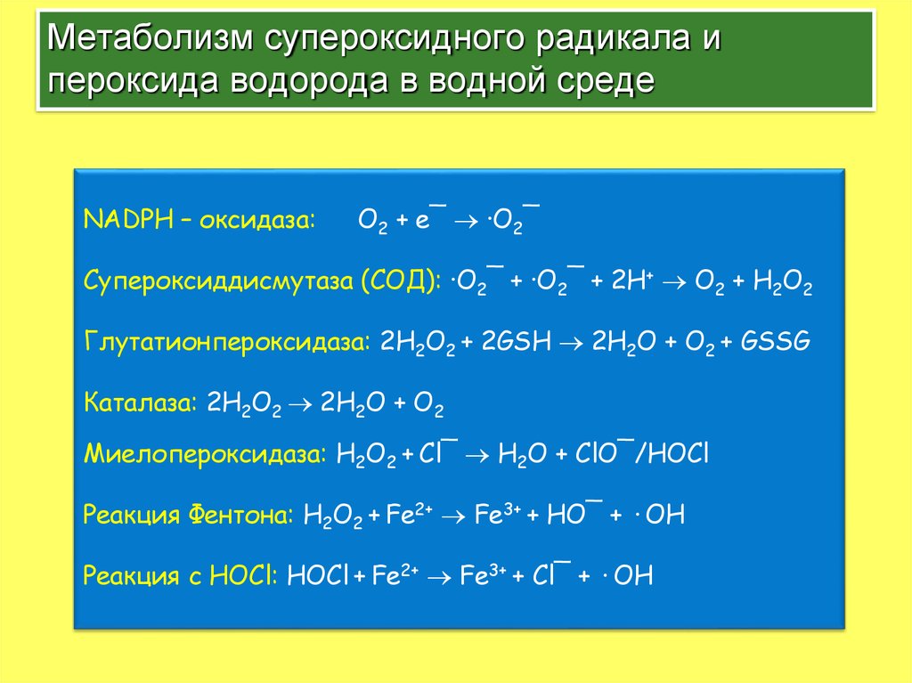 Возможные реакции пероксид водорода. Супероксиданион-радикала, пероксид-радикала, перекиси водорода. Супероксид анион радикал и пероксидом водорода. Пероксид радикала пероксид водорода. Образование пероксида водорода.