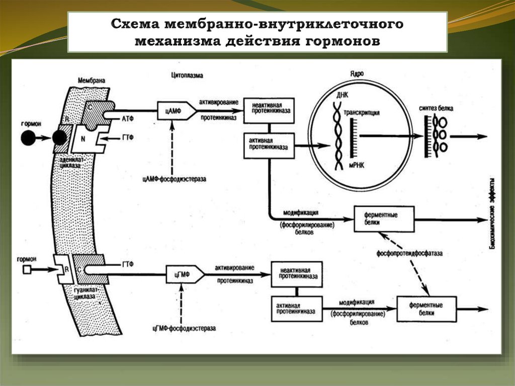 Аномалии репродуктивной системы. Мембранно-внутриклеточный механизм действия гормонов.