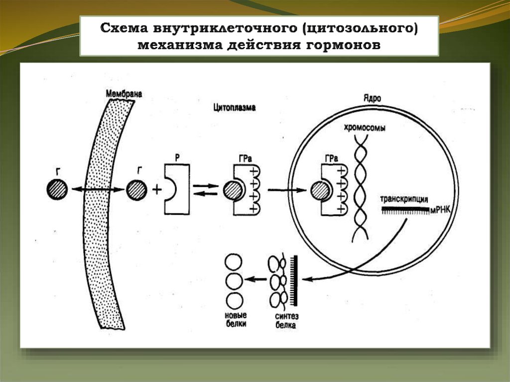 Мембранно внутриклеточный механизм действия гормонов