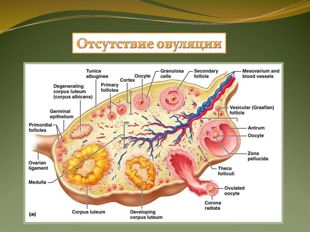 Анатомия яичника. Внутреннее строение яичника анатомия. Внутренне строение яичника. Строение яичника человека.
