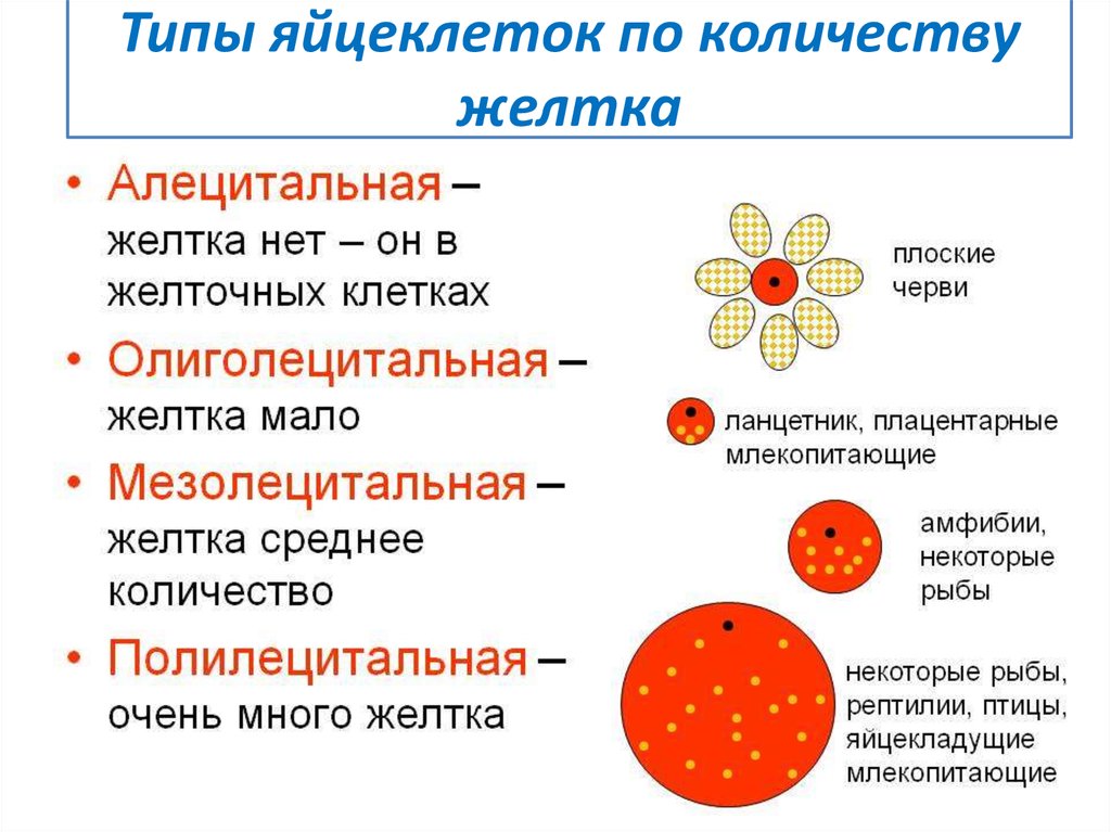 Количество яйцеклеток. Яйцеклетки по типу желтка. Типы яйцеклеток по количеству и распределению желтка таблица. Классификация яйцевых клеток по количеству и распределению желтка. Схема классификации яйцеклеток.