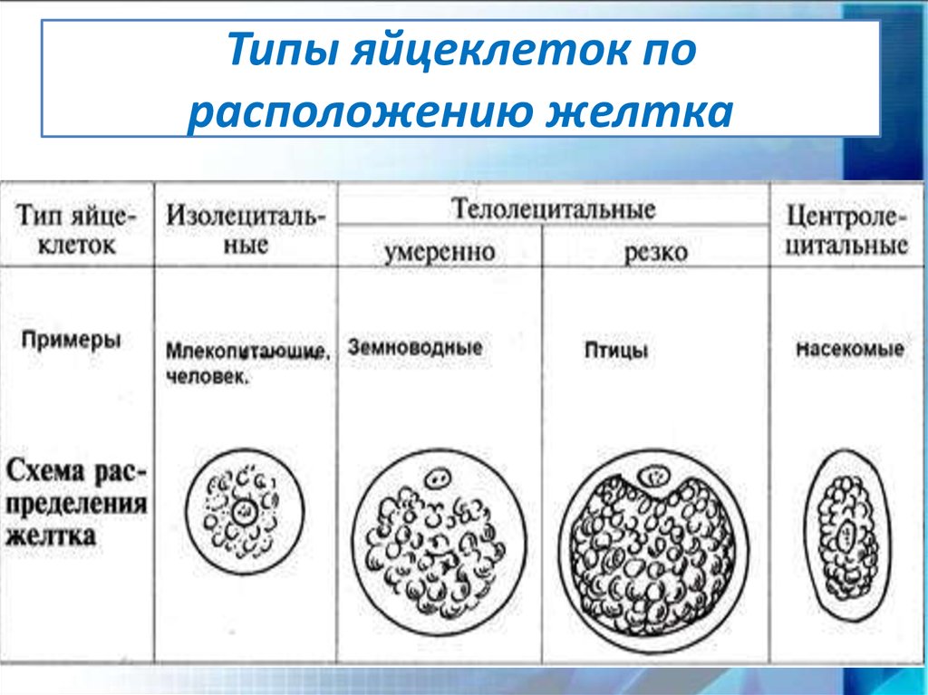 Типы яйцеклеток