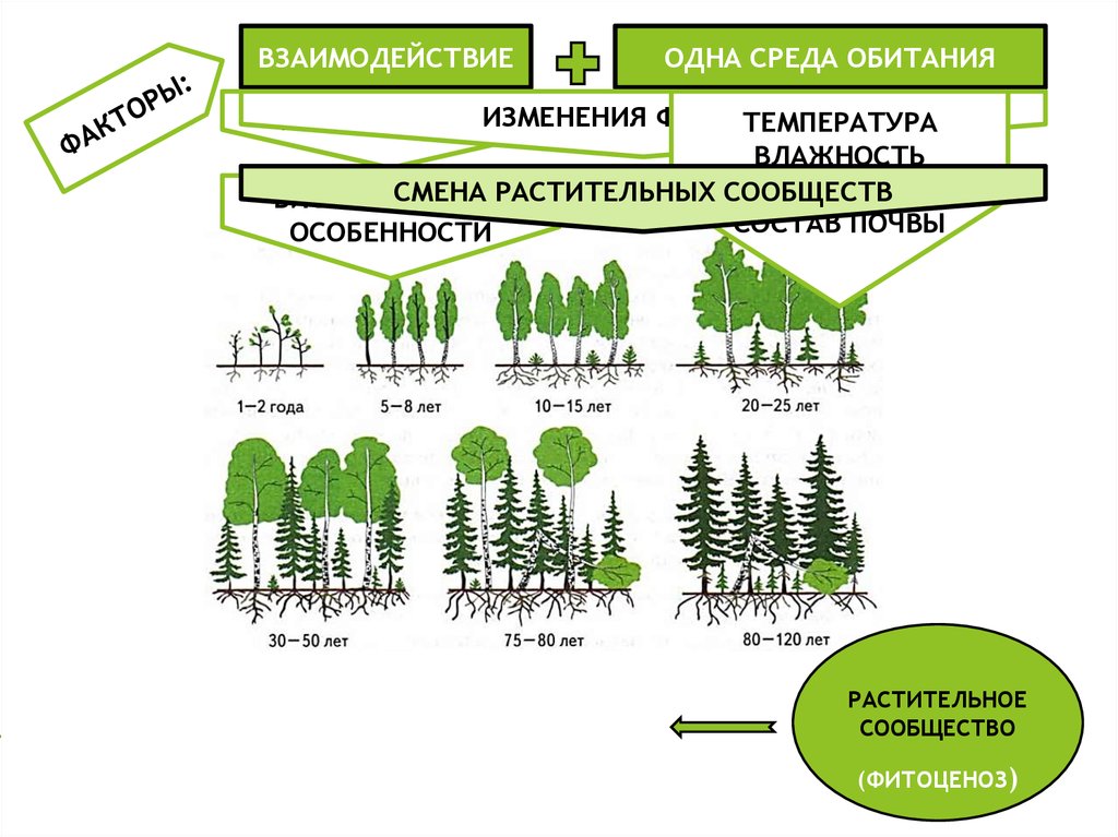 Структура растительного сообщества конспект урока 7 класс
