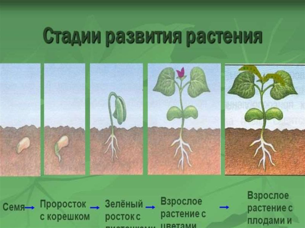 Развитие растений