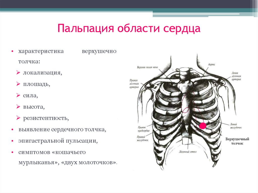 Сердечная область. Пальпация сердца пропедевтика алгоритм. Пальпация области сердца верхушечный толчок. Осмотр и пальпация области сердца.