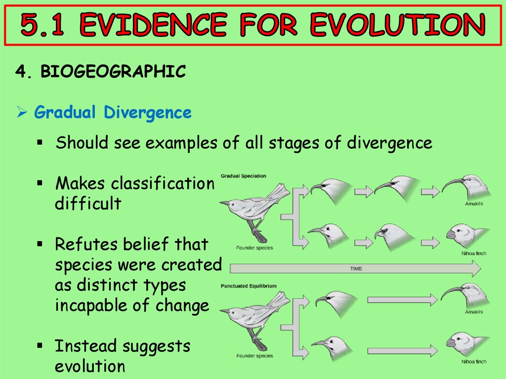 Evidence For Evolution Worksheet Evidence For Evolution Grade 10 Free