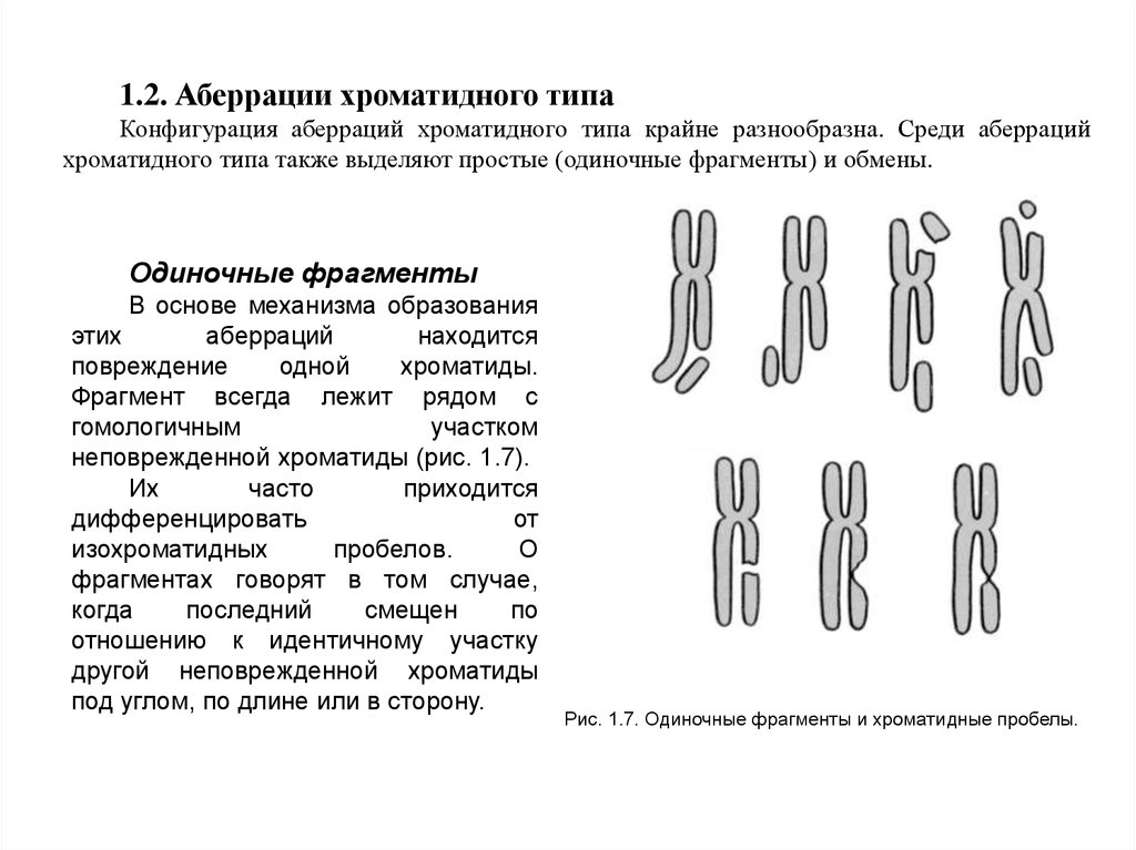 Хромосомные аберрации. Хроматидные и хромосомные аберрации. Хроматидные аберрации. Аберрации хроматидного типа. Аберрации хромосом.