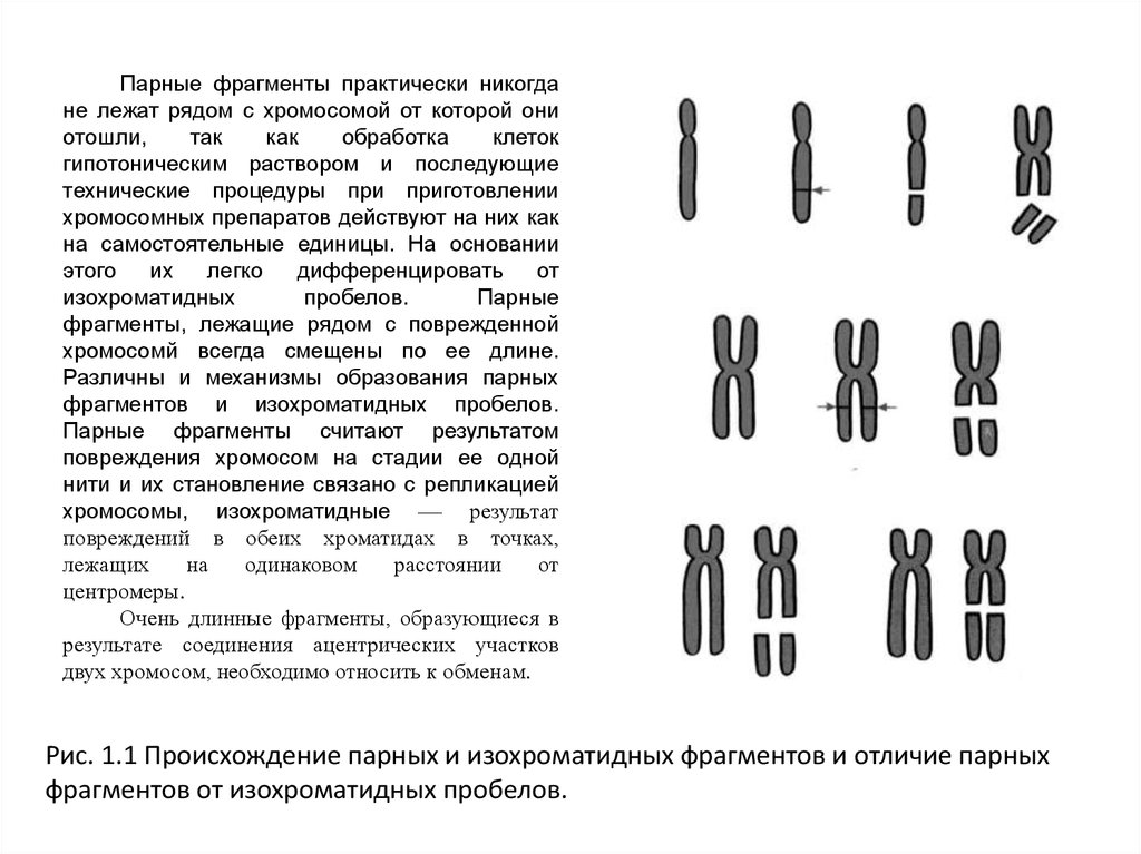 Хромосомные аберрации. Поврежденная хромосома. Фрагмент хромосомы. Одиночный фрагмент хромосомы. Парная хромосома.