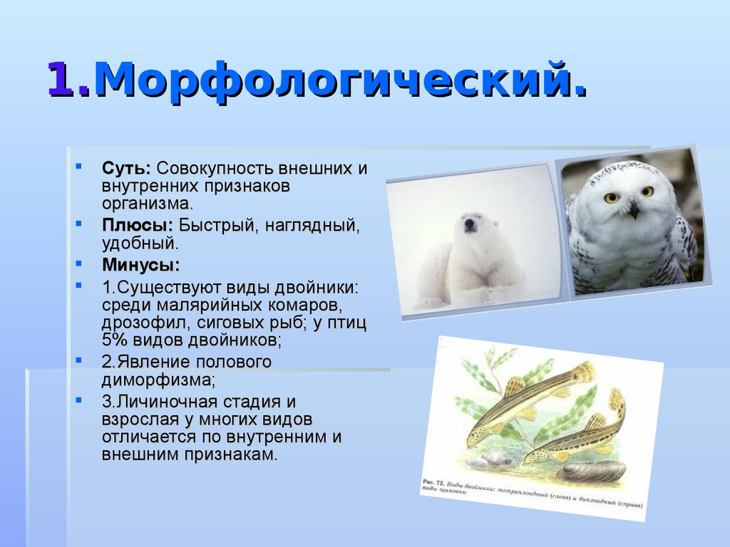 Информация о признаках организма. Морфологический критерий белого медведя. Морфологический критерий европейского ежа.