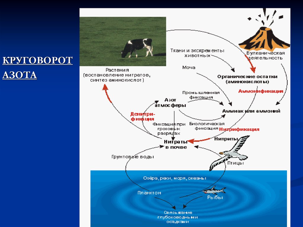 Синтез нитратов. Биогеохимический круговорот веществ. Биологический цикл азота. Круговорот азота в биосфере. Биогеохимические циклы в биосфере.