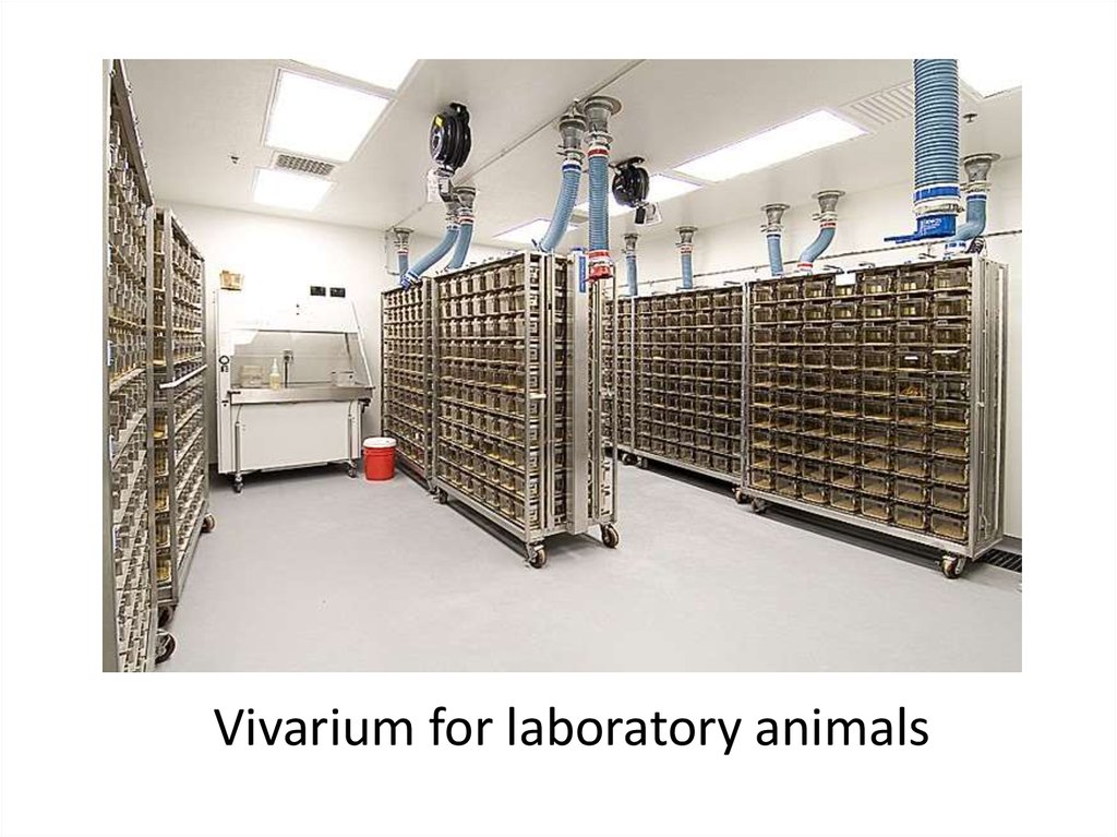 Animal lab. Виварий для лабораторных животных. Современный Виварий. Виварий комната. Микробиологическая лаборатория Виварий.