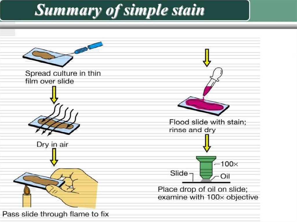 india ink staining protocol lungs