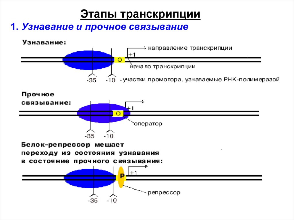 Этапы транскрипции. Последовательность этапов транскрипции. Опишите этапы транскрипции. Первый этап транскрипции. «Транскрипция». Стадии транскрипции.