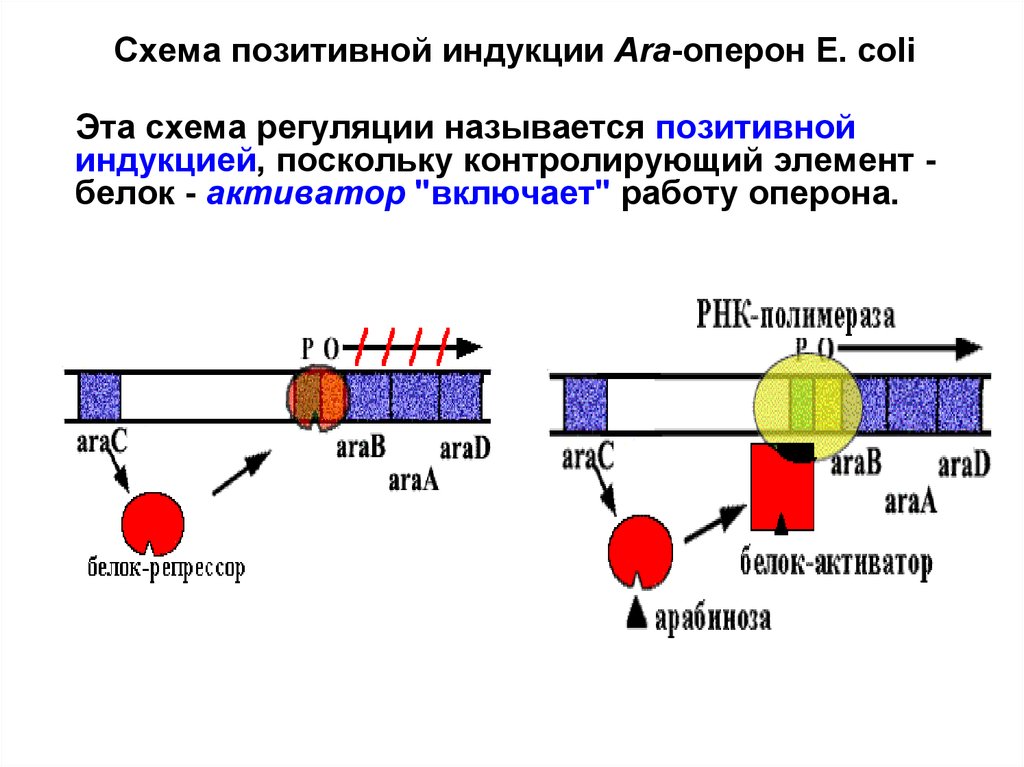 Лактозный оперон схема