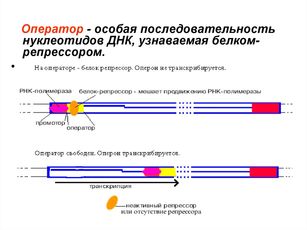 Кодирующая цепь днк. Последовательность нуклеотидов ДНК, узнаваемая белком-репрессором…. Оператор ДНК функции. Интрон - последовательность нуклеотидов ДНК:. Оператор нуклеотидная последовательность.