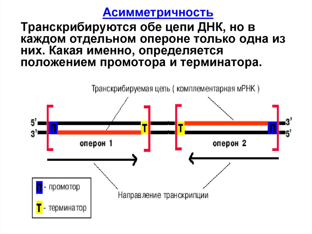 Асимметричность. Асимметричность транскрипции. Асимметричность ДНК. Асимметричность транскрипции подразумевает.