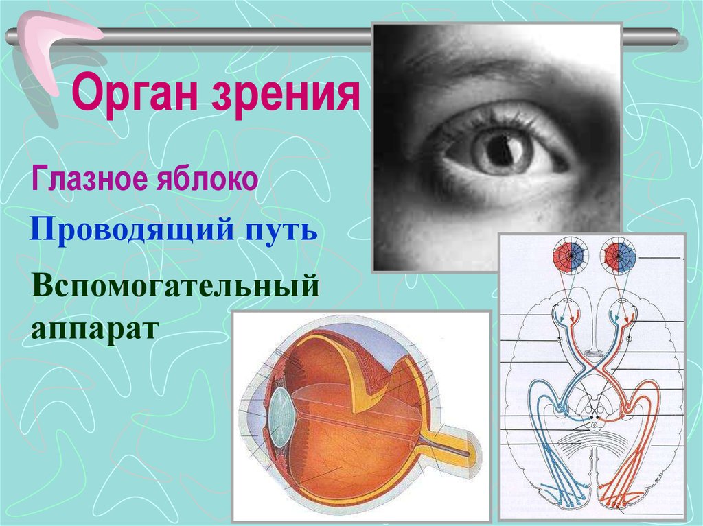 Вспомогательный аппарат органа зрения. Проводящий путь органа зрения. Вспомогательный аппарат глазного яблока. Вспомогательный аппарат органов чувств.