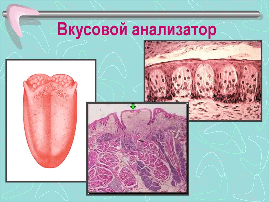 Вкусовой анализатор рисунок