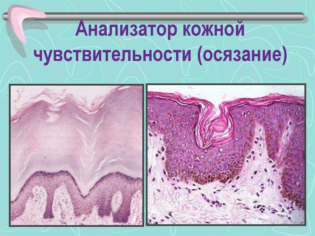 Кожная чувствительность. Анализатор кожи. Анализатор чувствительности кожи. Заболевания кожного анализатора. Анализатор кожи/3d дерматологический анализатор кожи.