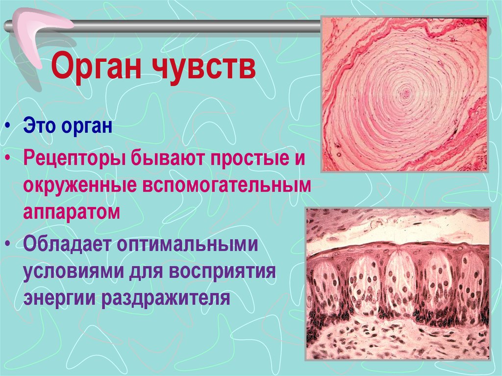 Волосы это орган