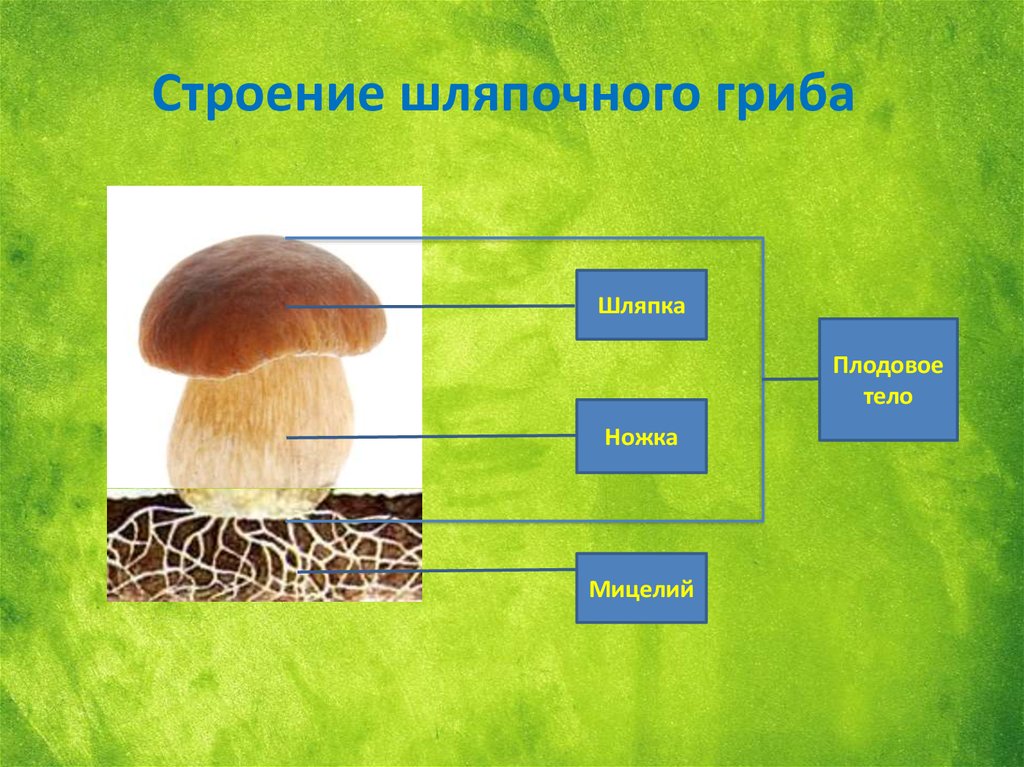 Шляпочные грибы водоросли. Шляпочные грибы. Строение гриба. Роль в природе шляпочных грибов. Роль шляпочных грибов в жизни человека.