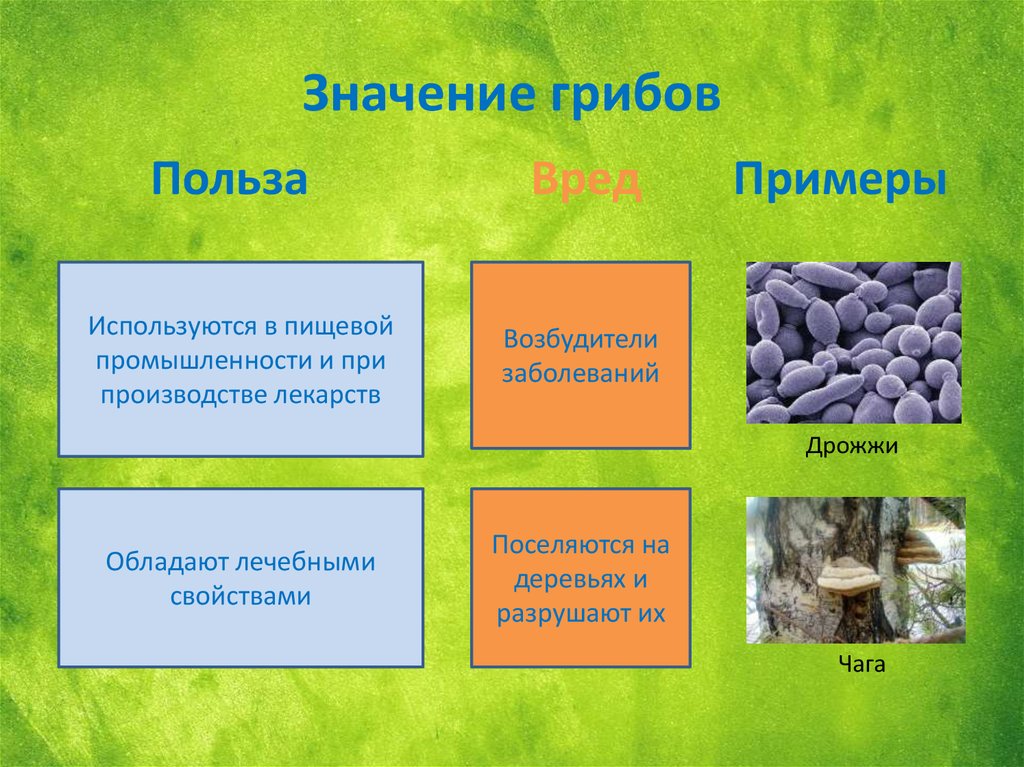 5 значений грибов в жизни человека. Гриб мукор в жизни человека. Значение гриба мукор. Гриб мукор значение в природе. Значение грибов мукор.