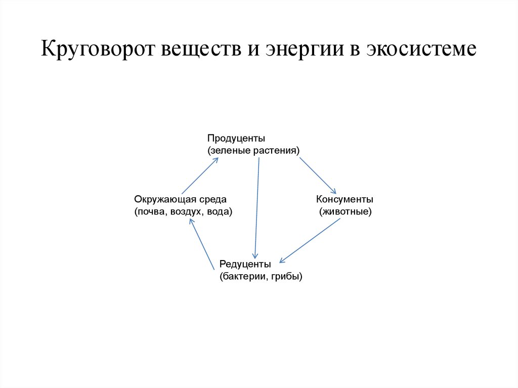 Схема круговорота веществ и потока энергии